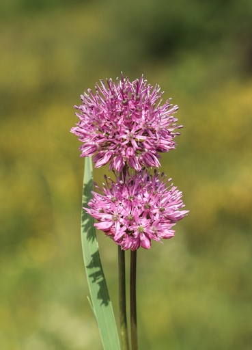 Allium fetissowii